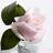 96СN-R46 Диффуз.Rose Bud French Pink,спрей White Gardenia 5мл уп
